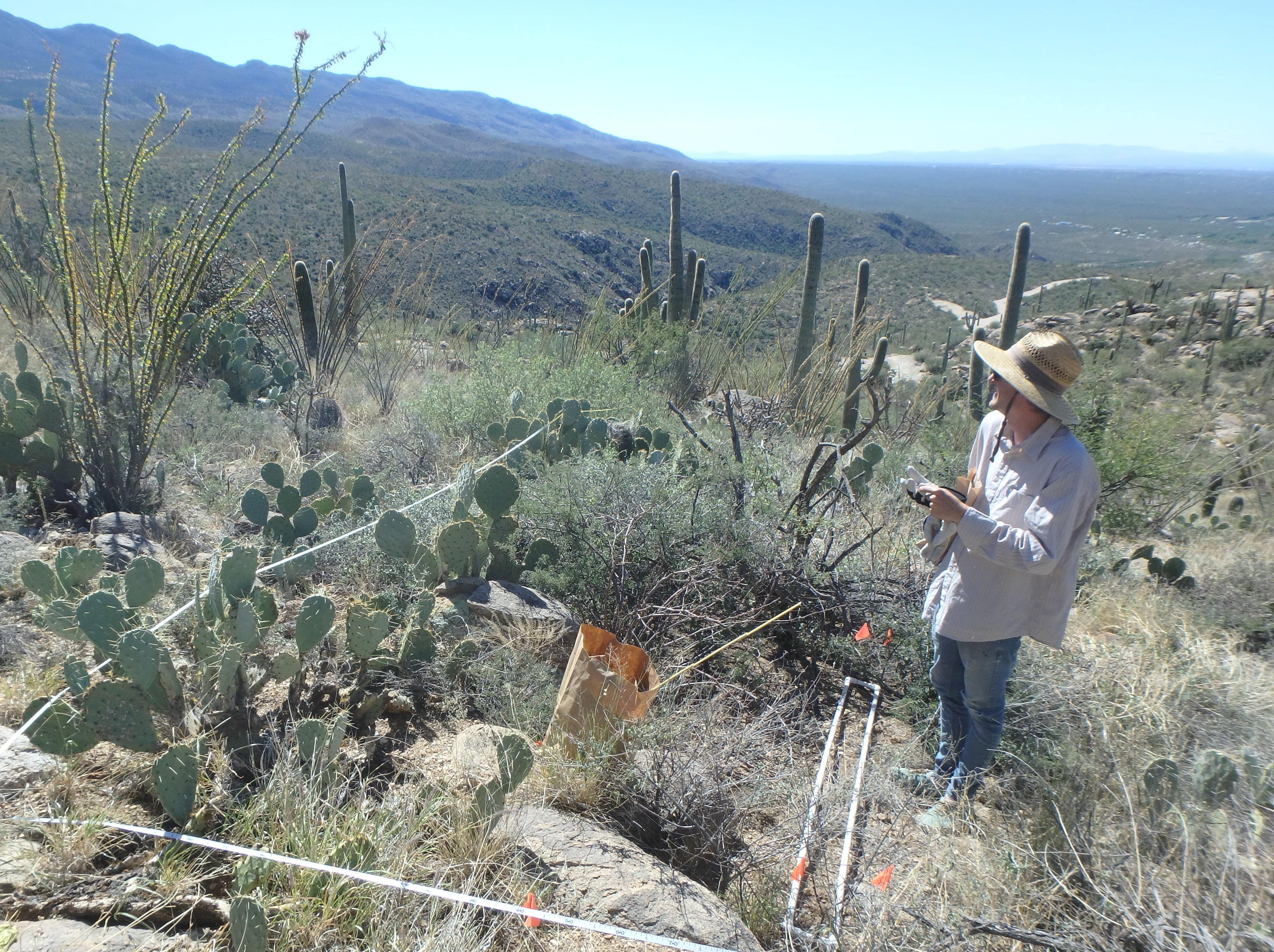 Sagebrush sampling by Tuscon Arizona