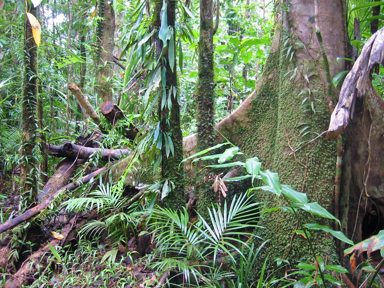 Australia Rainforest