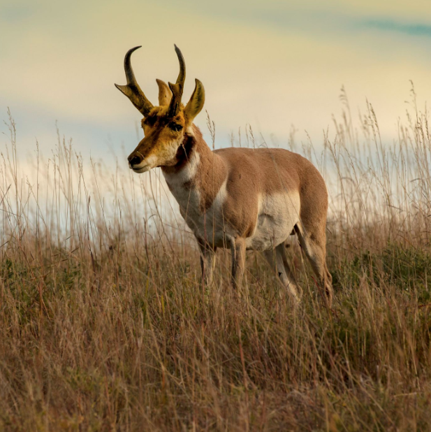 Pronghorn Antelope in Central Tallgrass Prairie