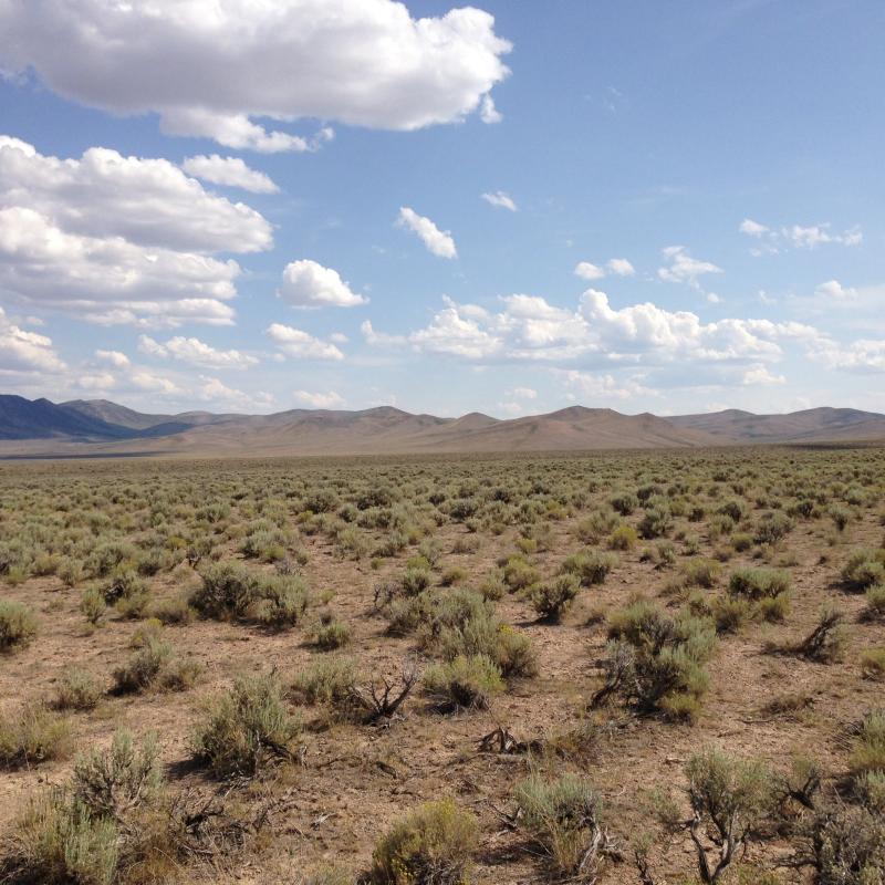 Sagebrush in Nevada