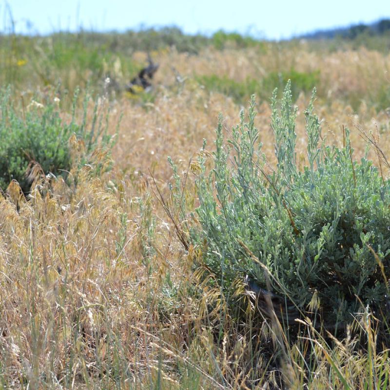 Cheatgrass & Sagebrush