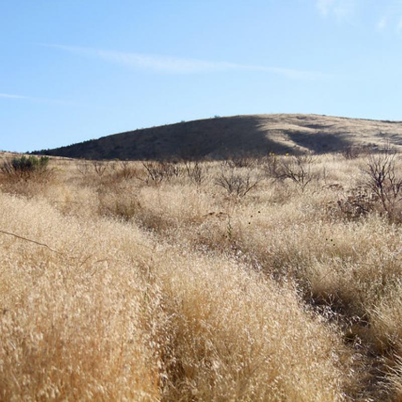 cheatgrass invasion