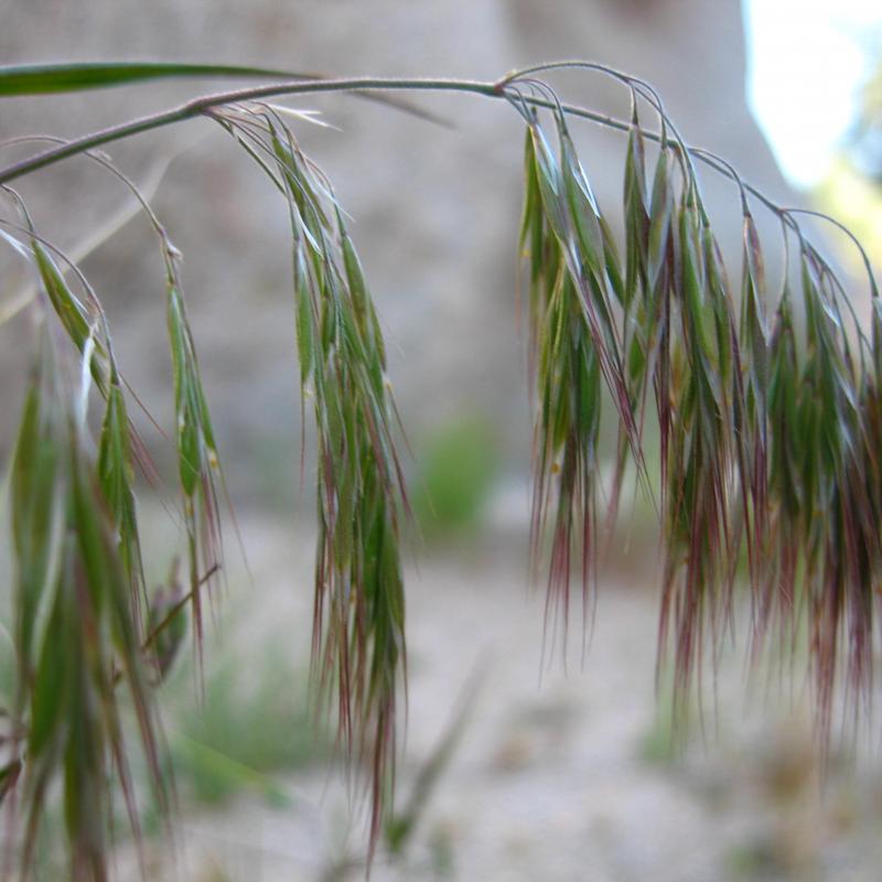 Individual Cheatgrass