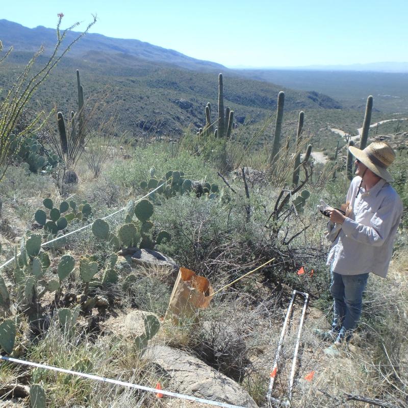 Sagebrush sampling by Tuscon Arizona