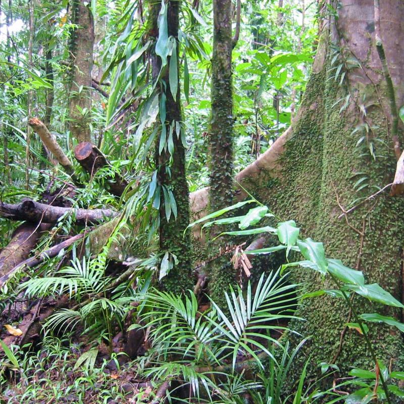 Australia Rainforest