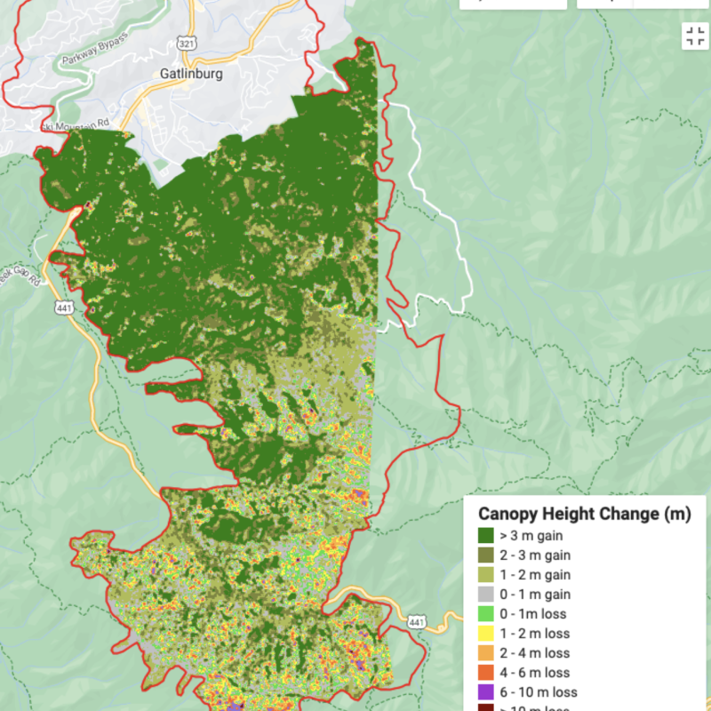 forest regrowth