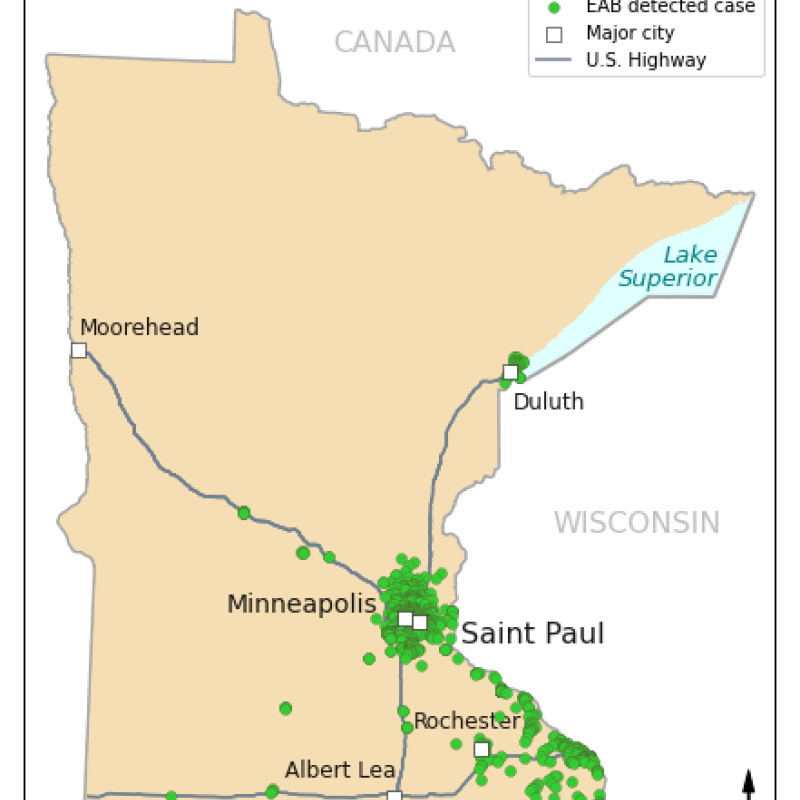 eab detections minnesota