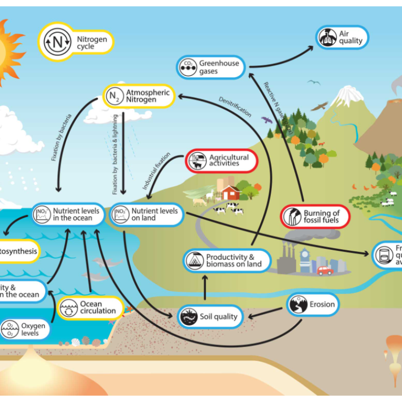 Nitrogen cycle