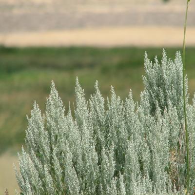 sagebrush blooms